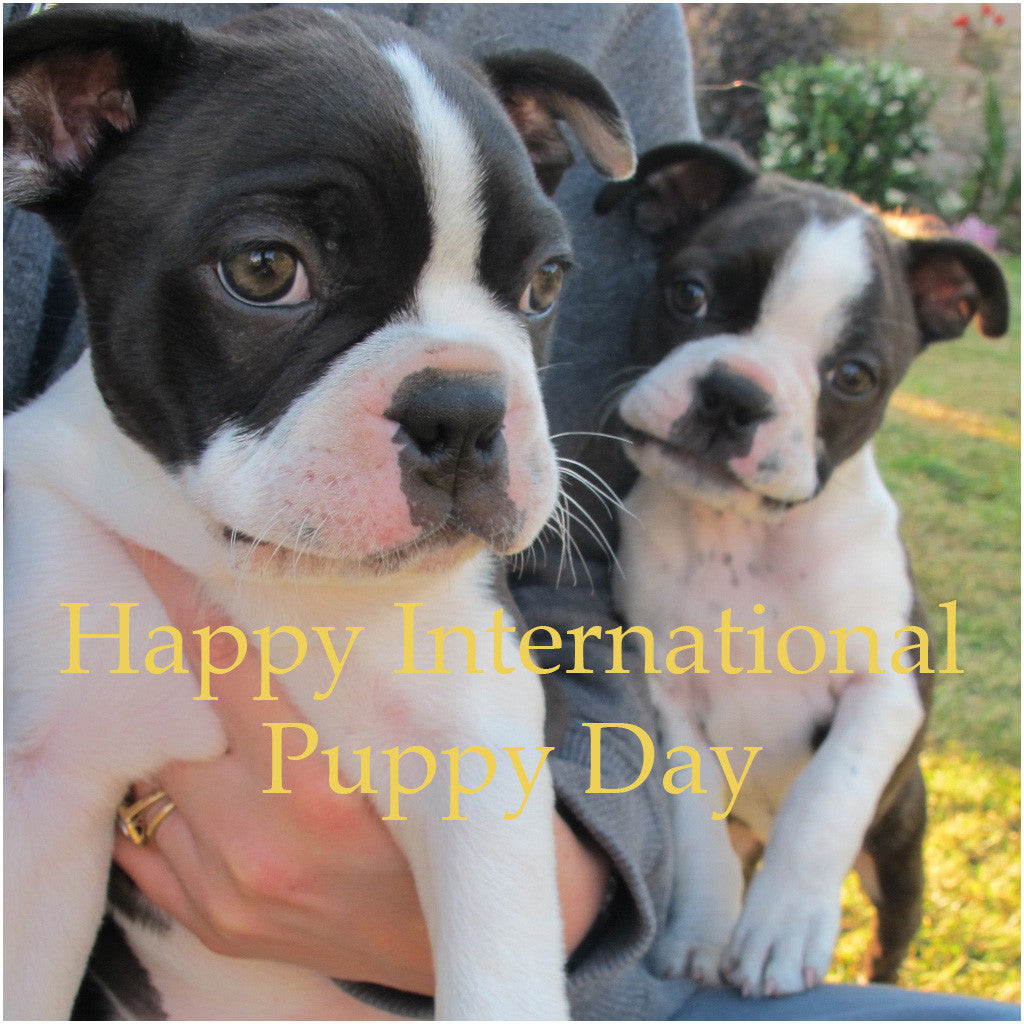 National puppy day!