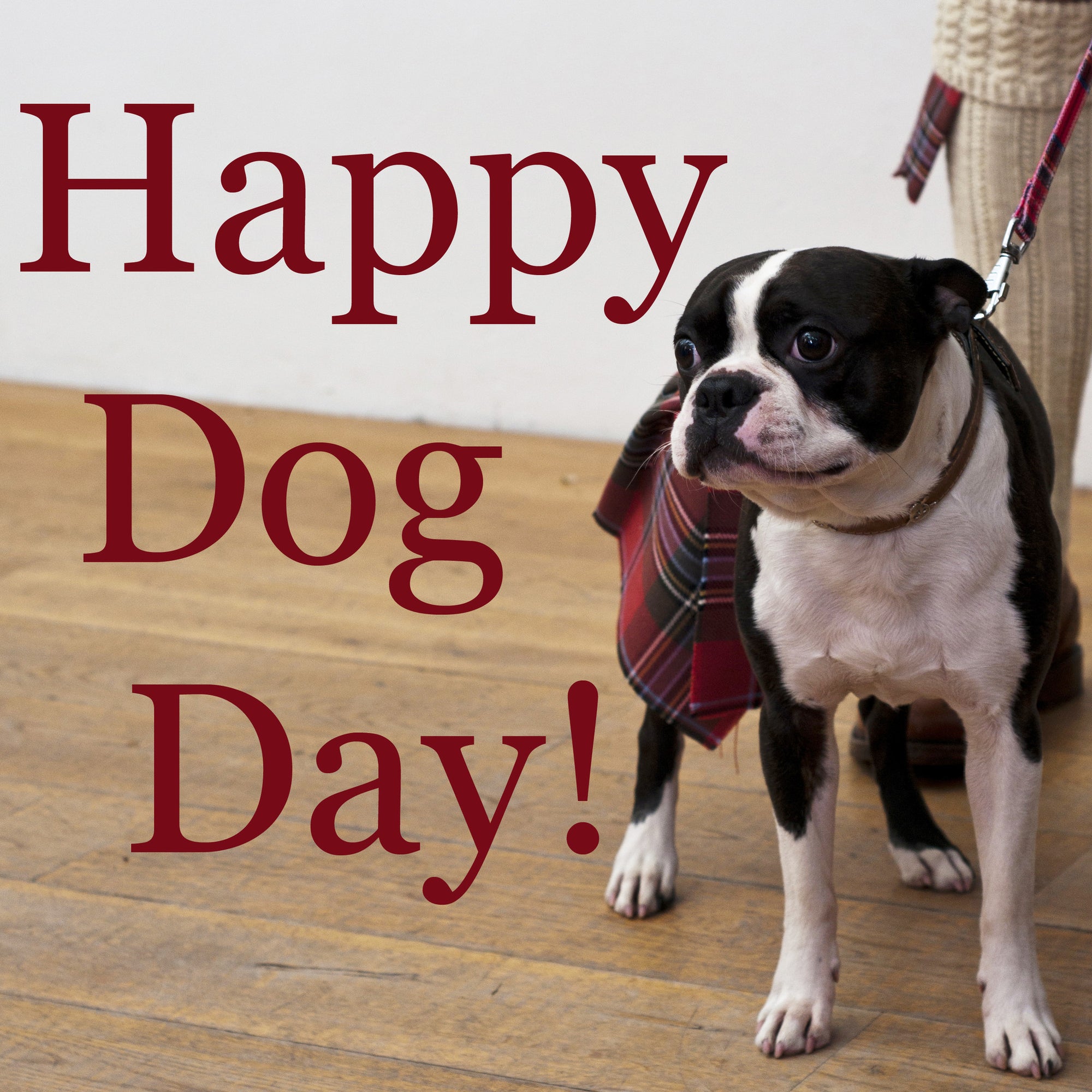 Happy International Dog Day!