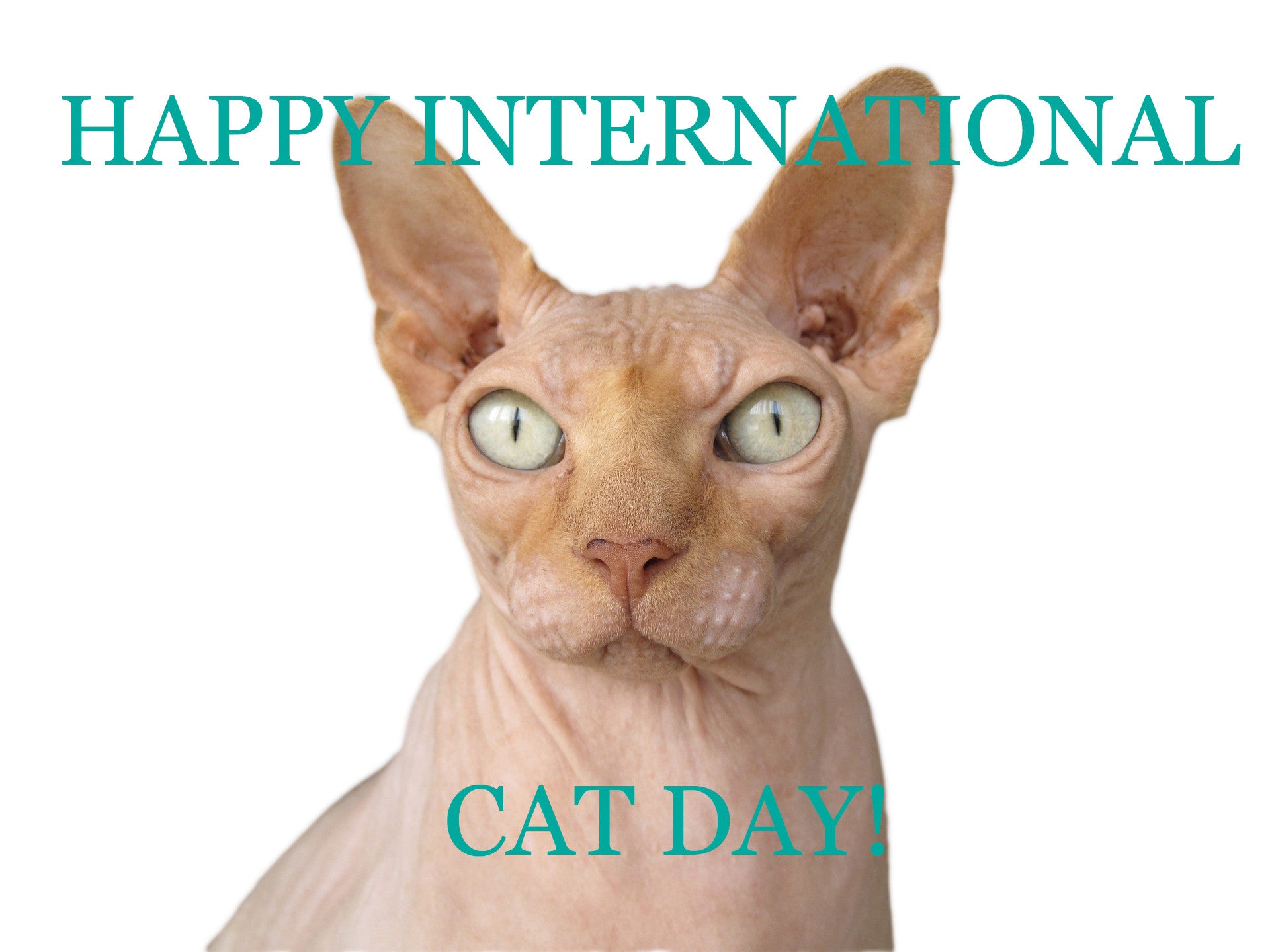 Happy International Cat Day!